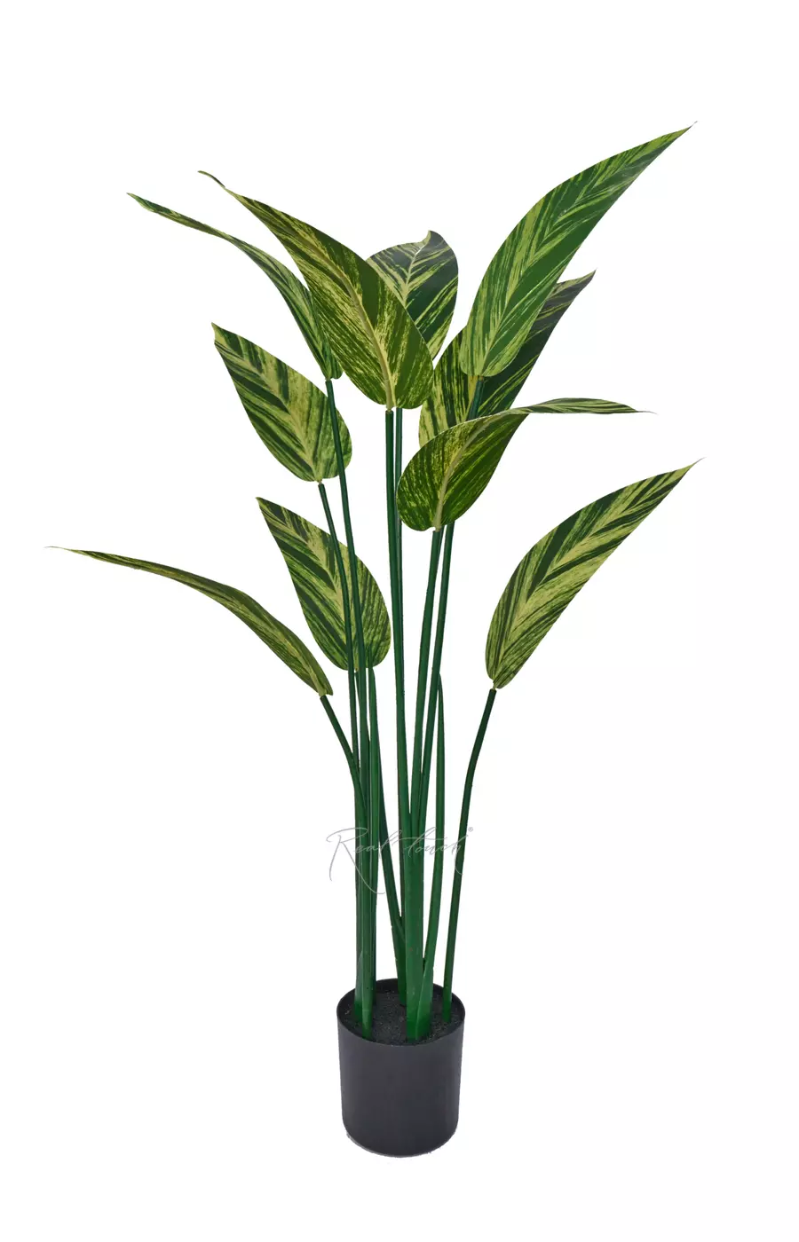 Стрелиция вариегатная 110см - Зелено-желтый Стрелиция вариегатная 110см - Зелено-желтый