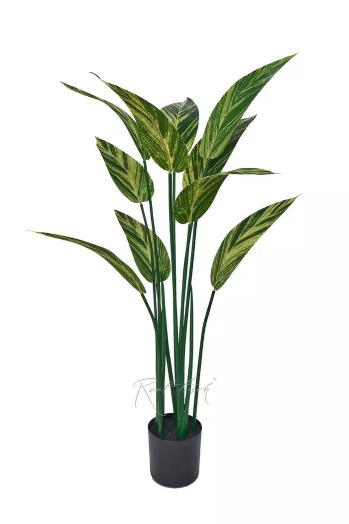 Стрелиция вариегатная 110см - Зелено-желтый Стрелиция вариегатная 110см - Зелено-желтый