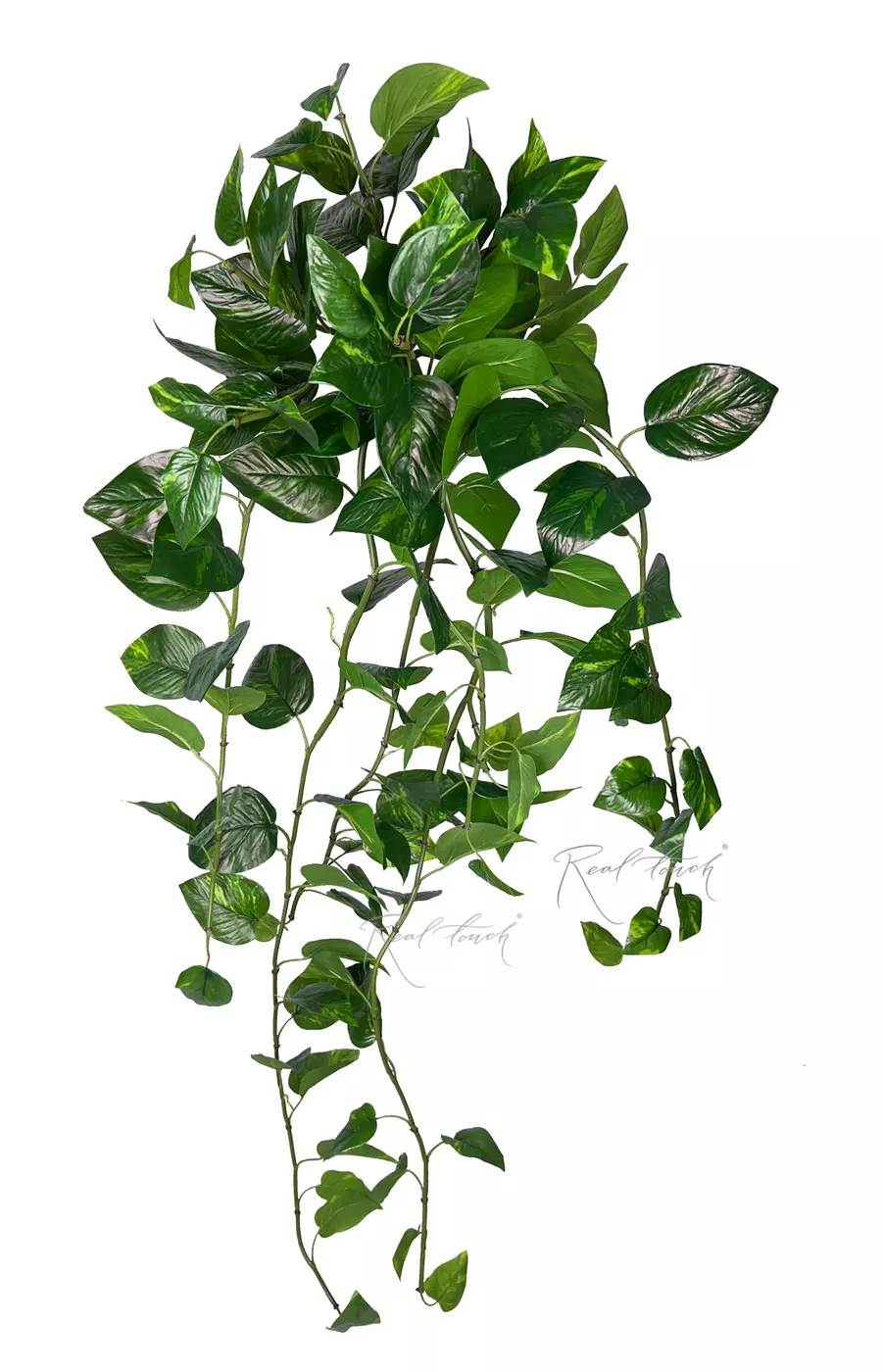 Эпипремнум Золотистый Premium куст 115см с УФ-защитой - Темно-зеленый