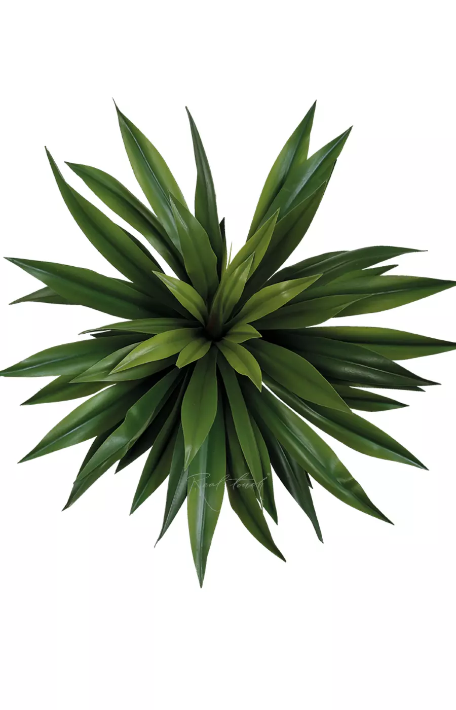 Агава десметиана 70см без кашпо, 57 листьев - Зеленый