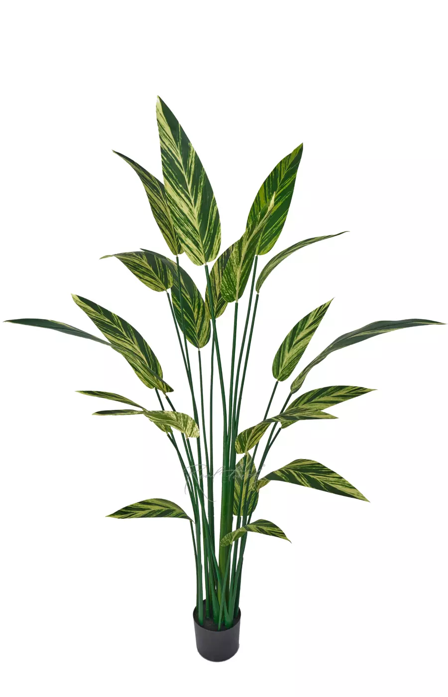 Стрелиция вариегатная 160см - Зелено-желтый Стрелиция вариегатная 160см - Зелено-желтый