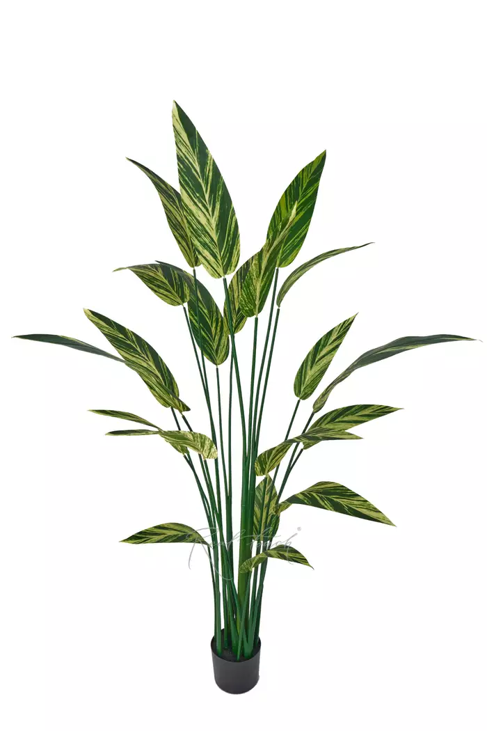 Стрелиция вариегатная 160см - Зелено-желтый