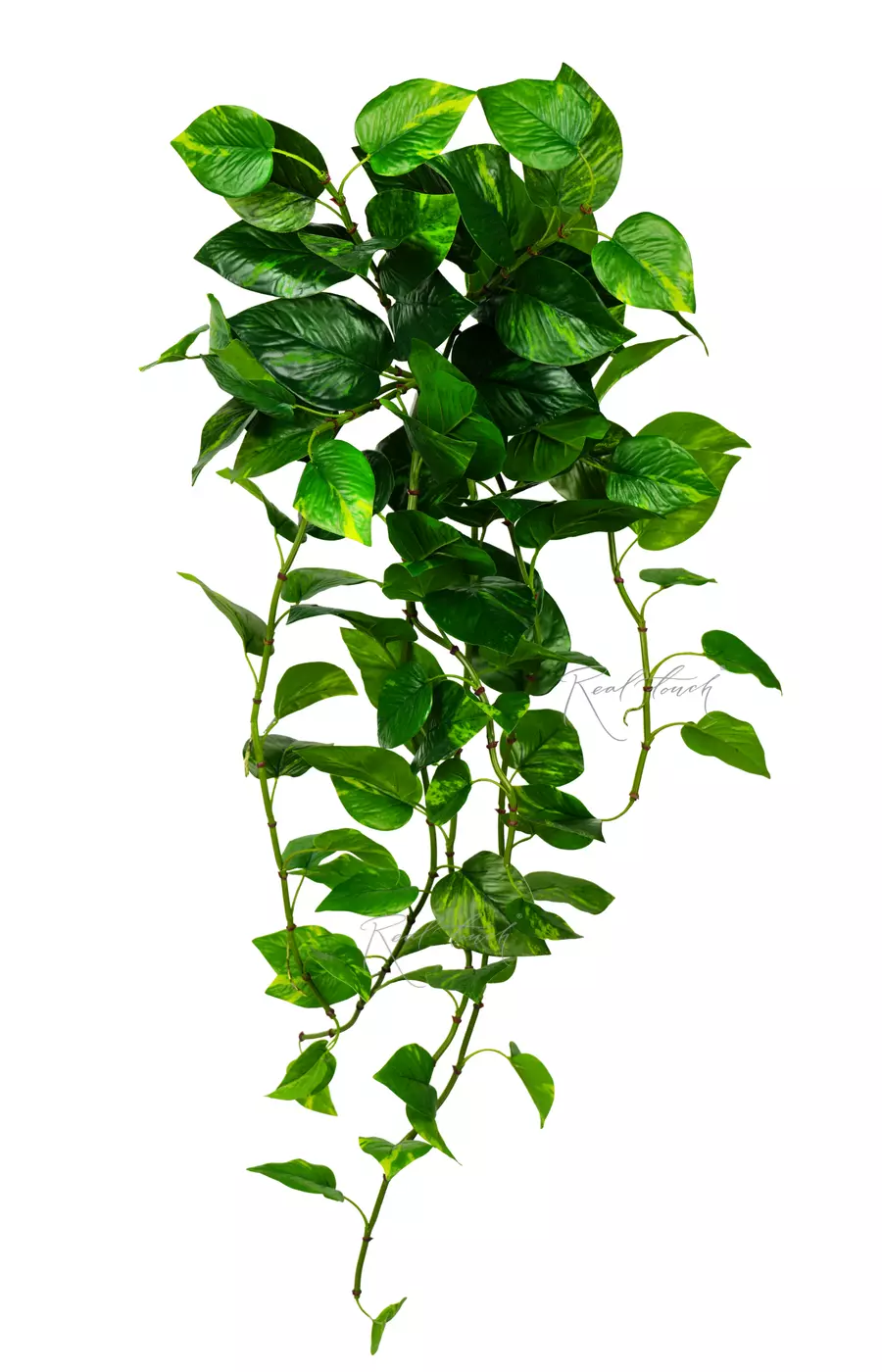Эпипремнум Золотистый Premium куст 90см - Зеленый