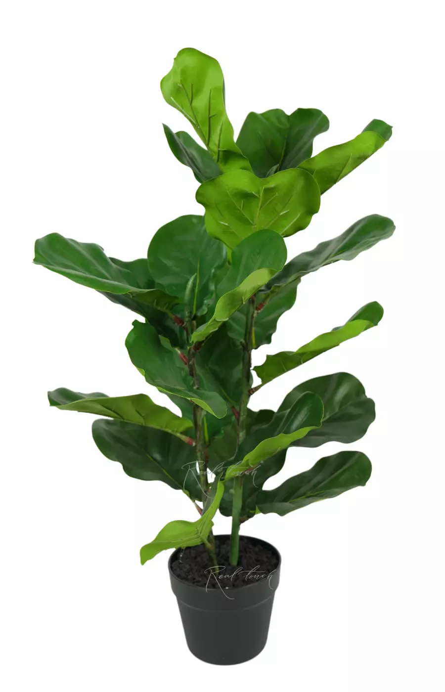 Фикус Лирата 80см (в кашпо) - Зеленый