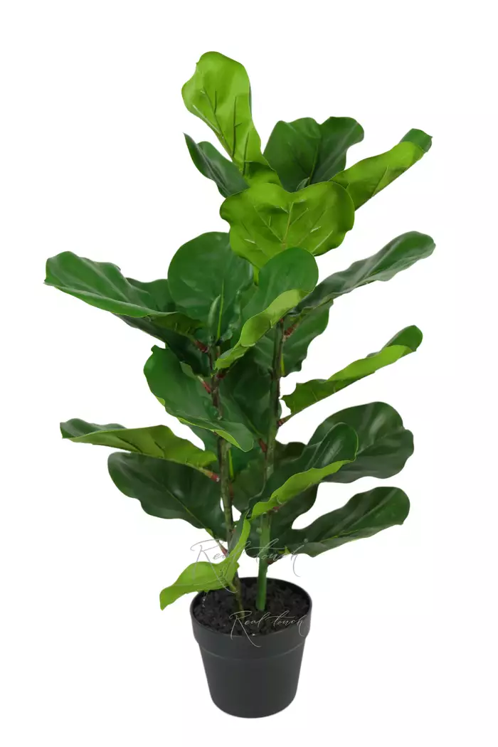 Фикус Лирата 80см (в кашпо) - Зеленый