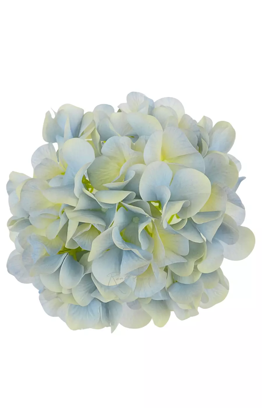 Гортензия соцветие (без стебля) - Голубой