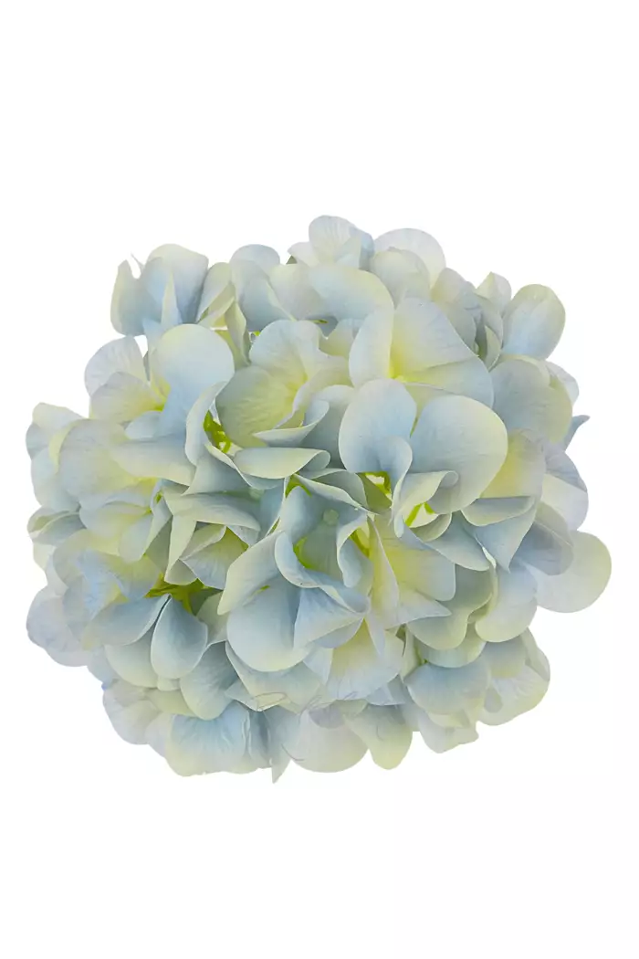 Гортензия соцветие (без стебля) - Голубой