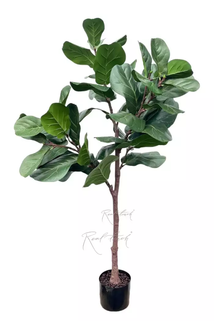 Фикус Лирата 148см - Зеленый