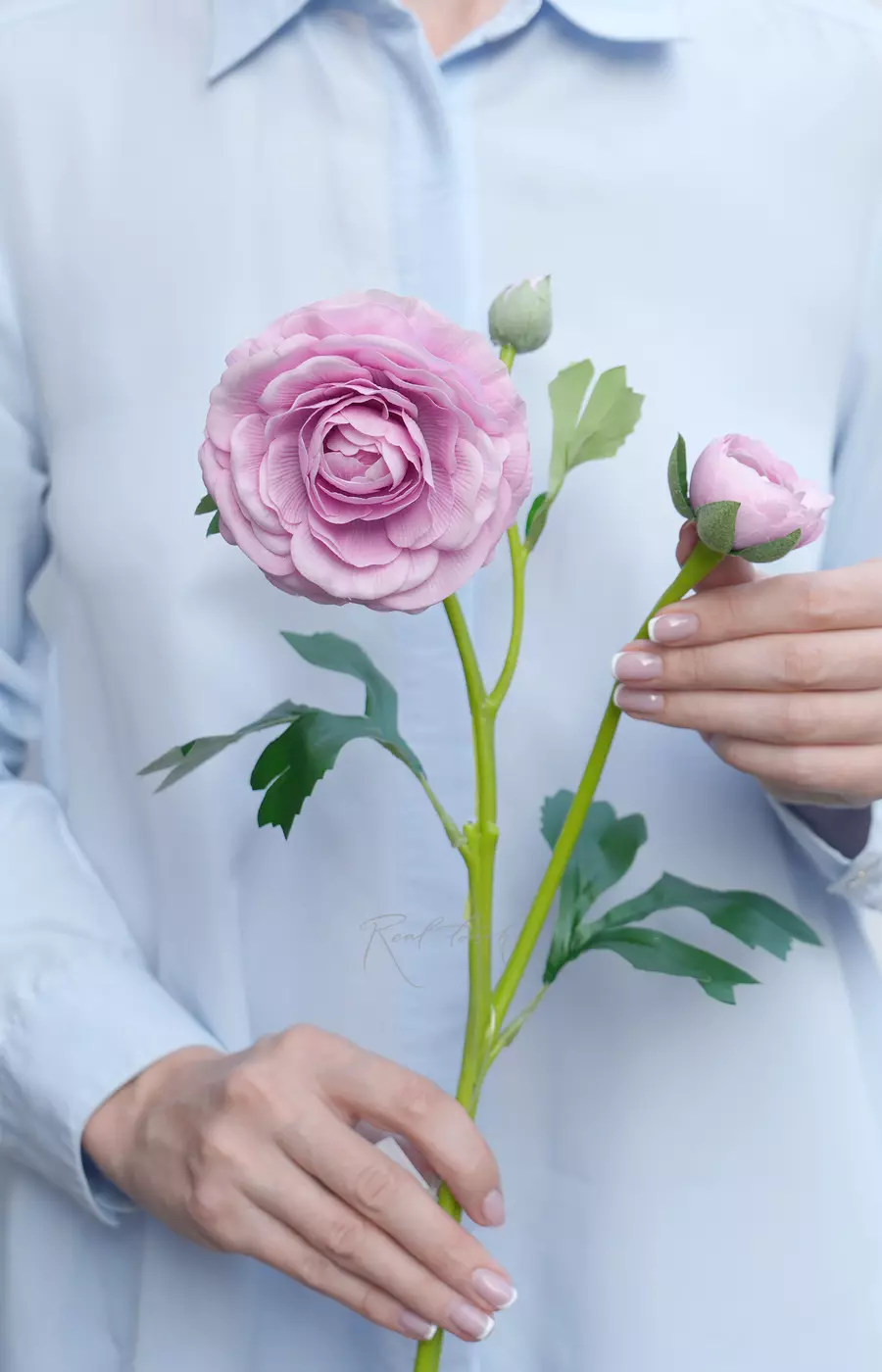 Ранункулюс азиатский Pauline - Светло-лиловый