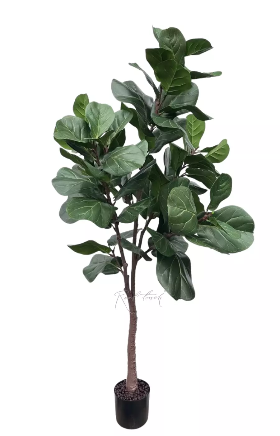 Фикус Лирата 180см - Зеленый