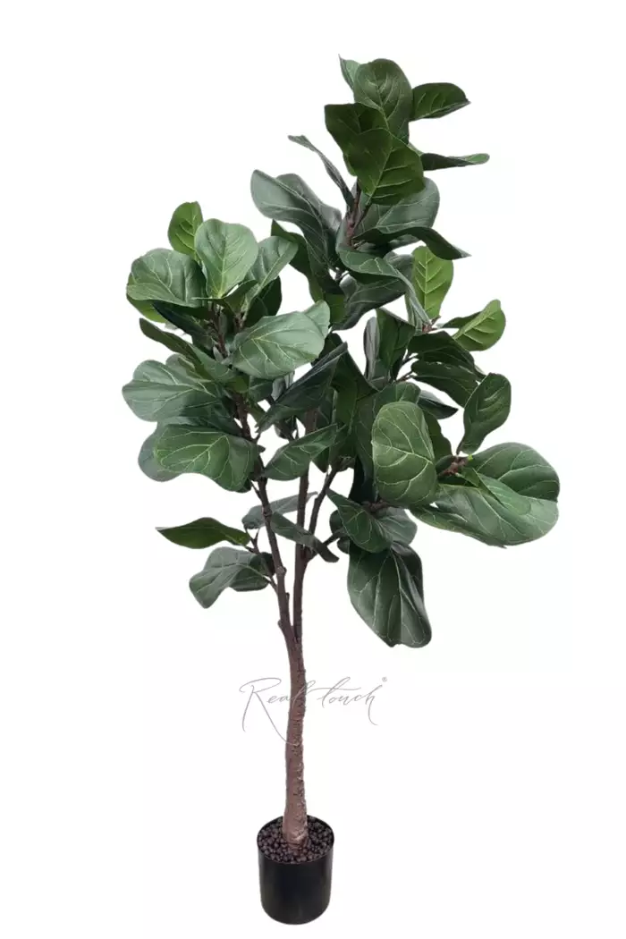 Фикус Лирата 180см - Зеленый
