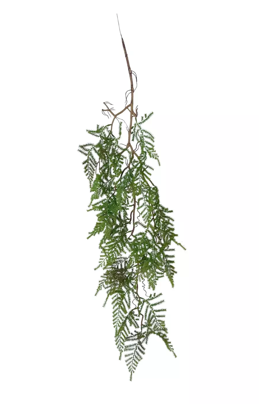 Аспарагус перистый на одревесневшем стебле 100 см (вид 2) - Светло-зеленый