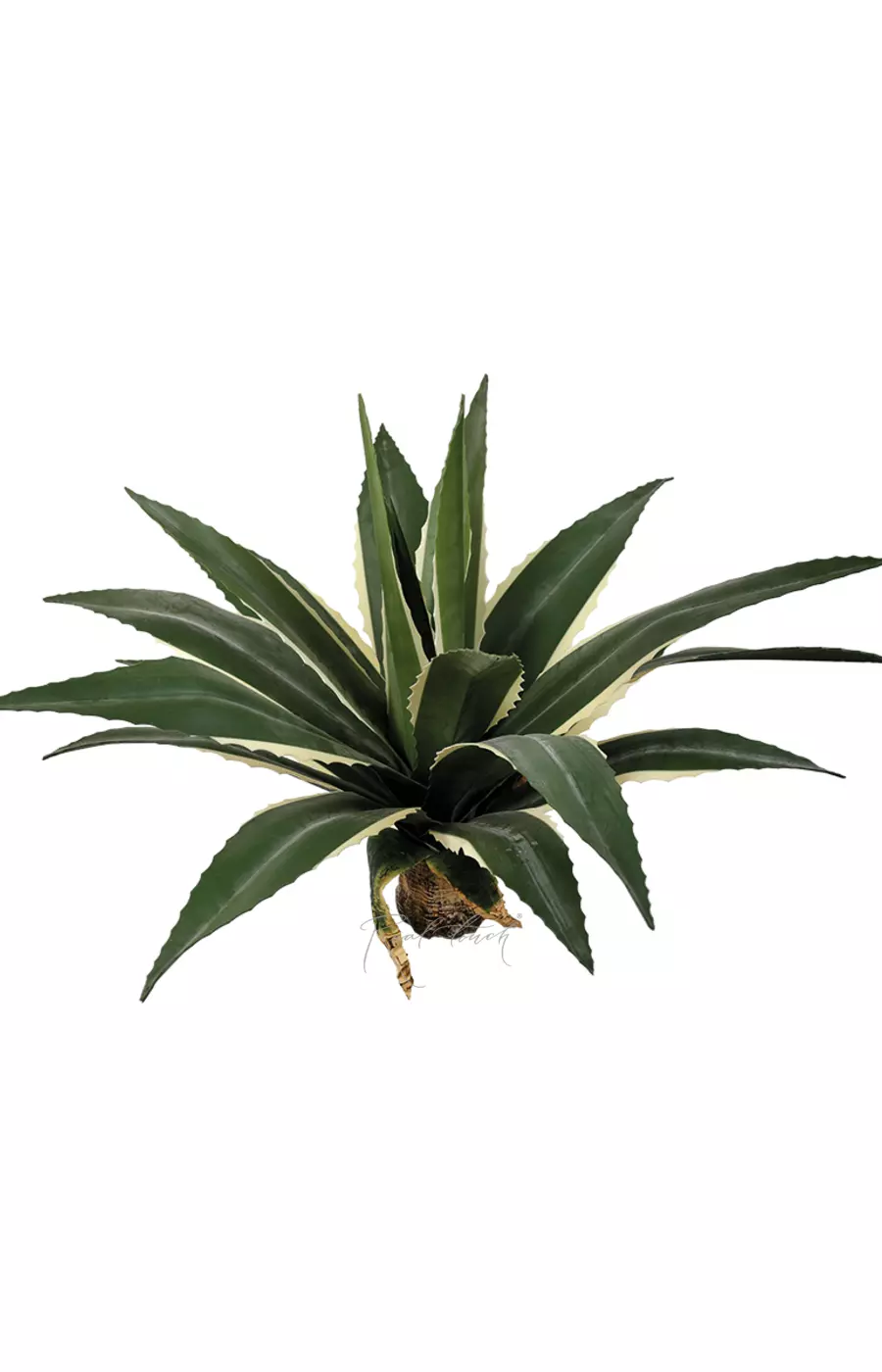 Агава американская 55см без кашпо, 21 лист  - Бело-зеленый