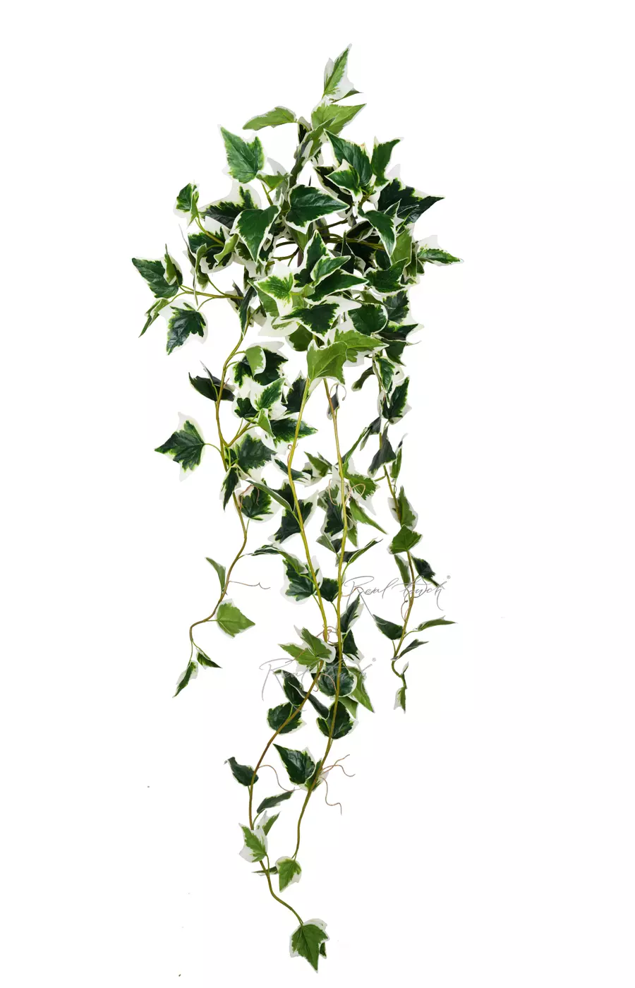 Плющ Хеликс Вайт  - Зеленый с белым