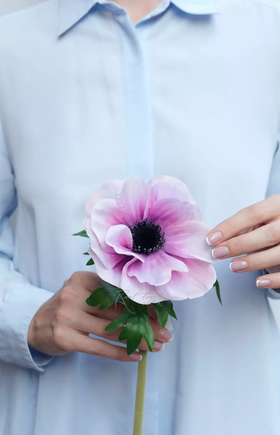 Анемона Де Каен - Бело-розовый Анемона Де Каен - Бело-розовый