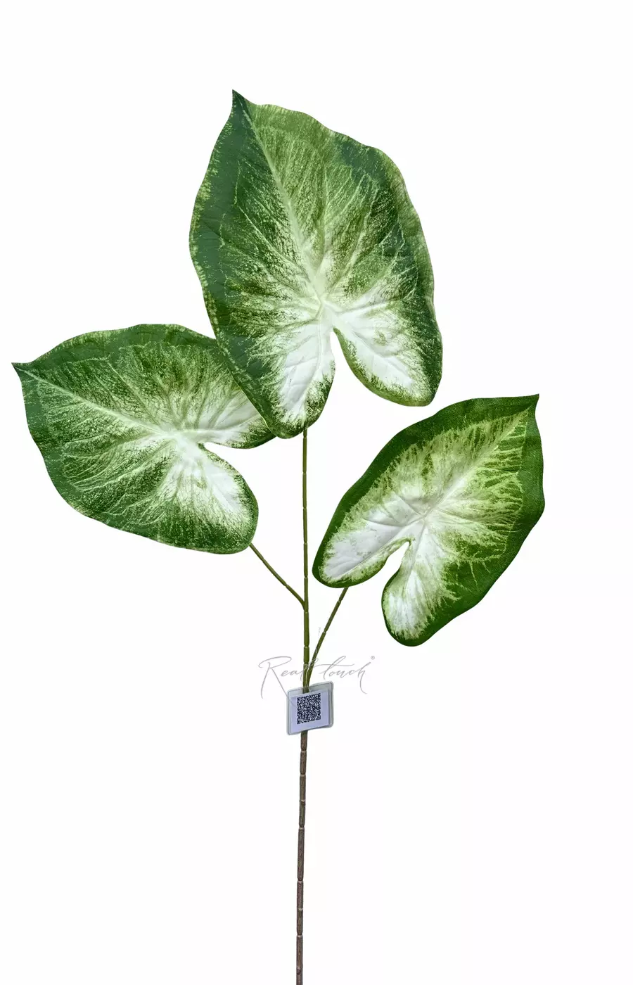 Каладиум Кандидум 3 листа - Бело-зеленый