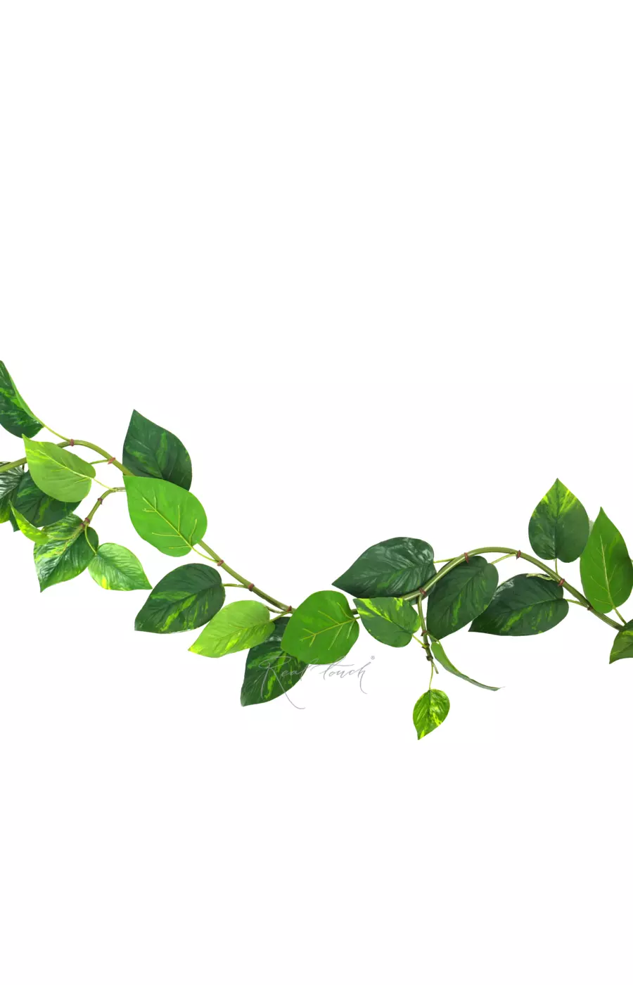 Потос лиана Premium 180 см - Зеленый