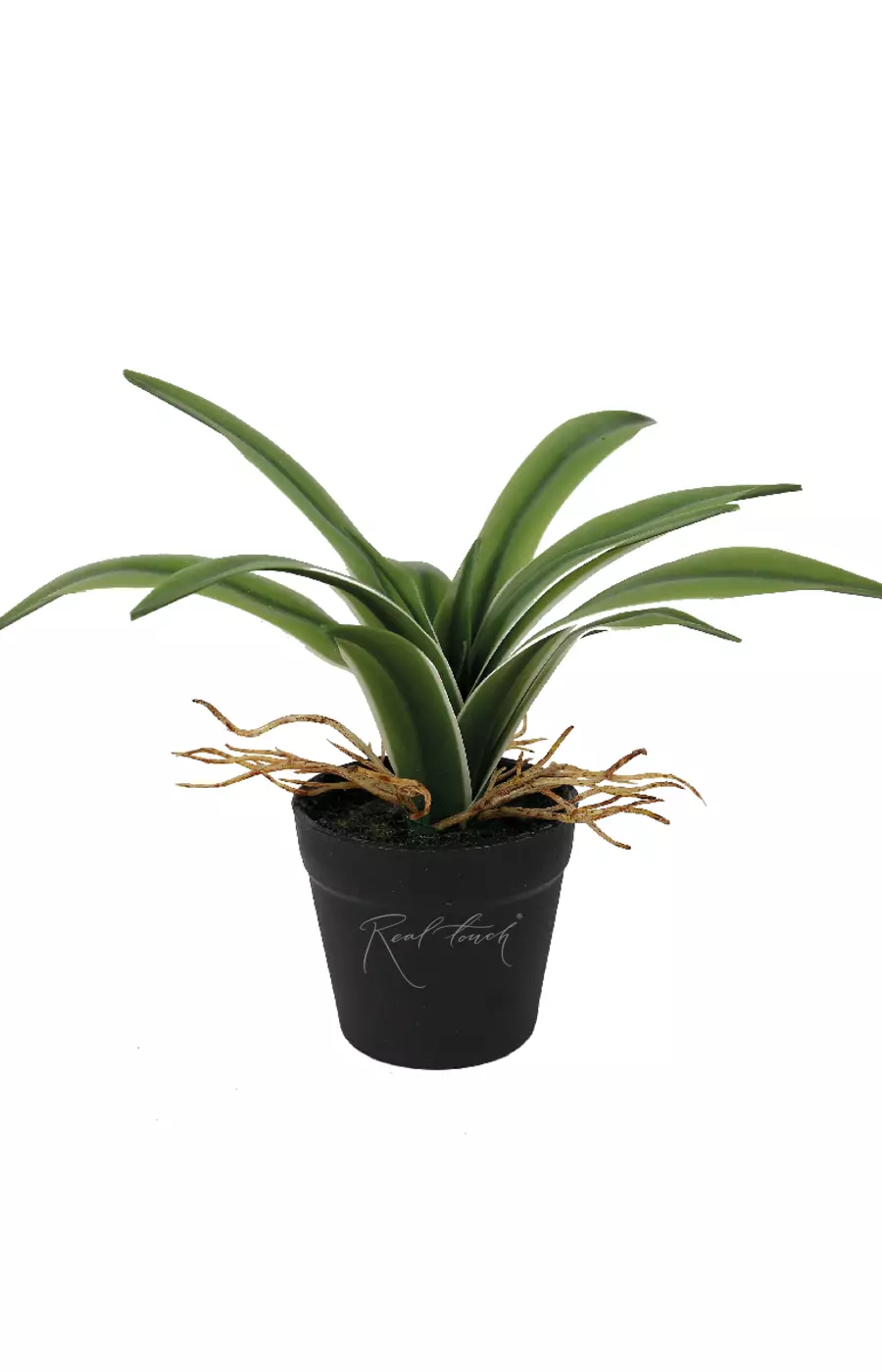 Агава десметиана мини в кашпо, 13 листьев - Бело-зеленый