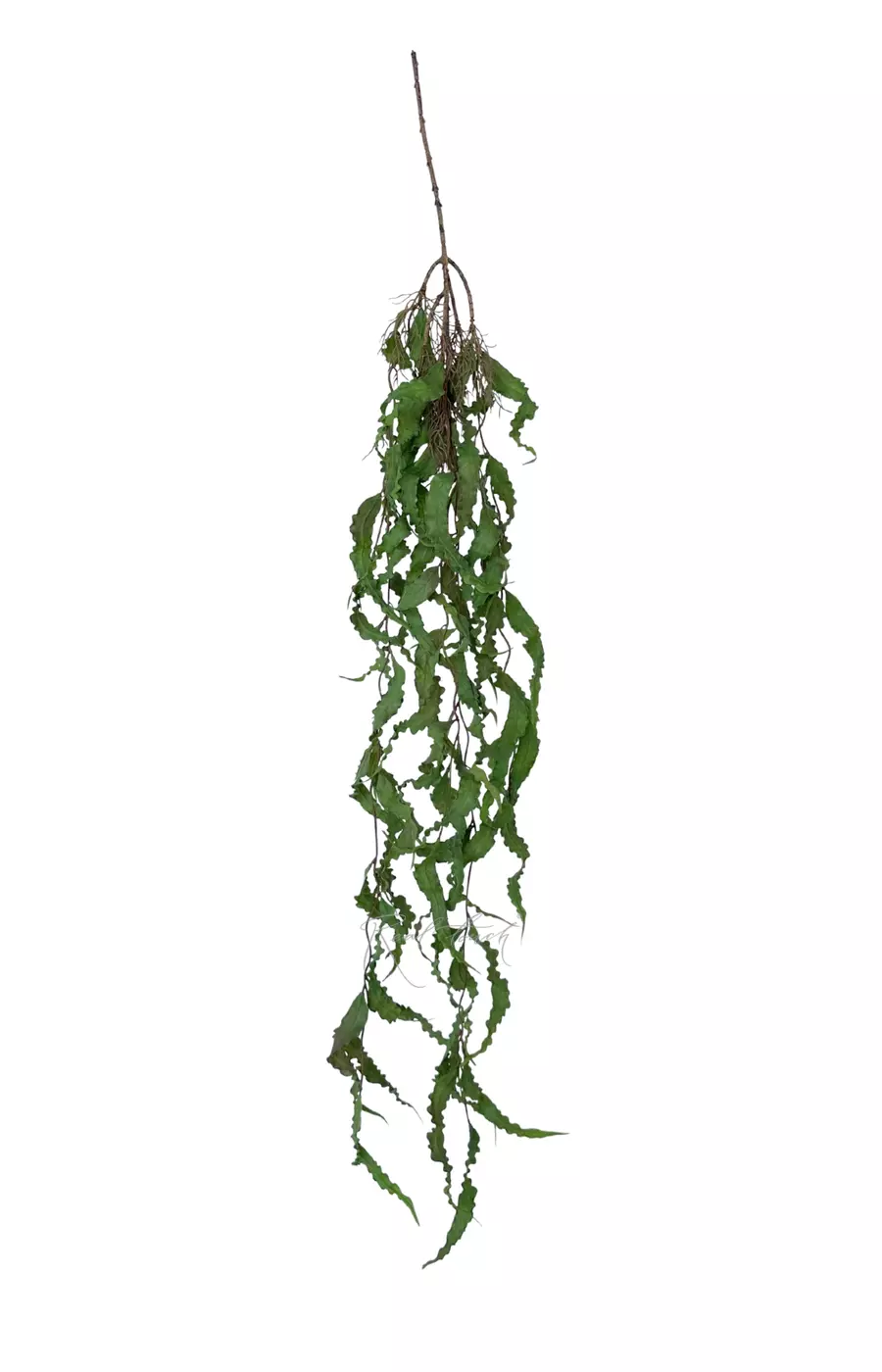 Ива извилистая ампельная 113 см - Зелено-красный