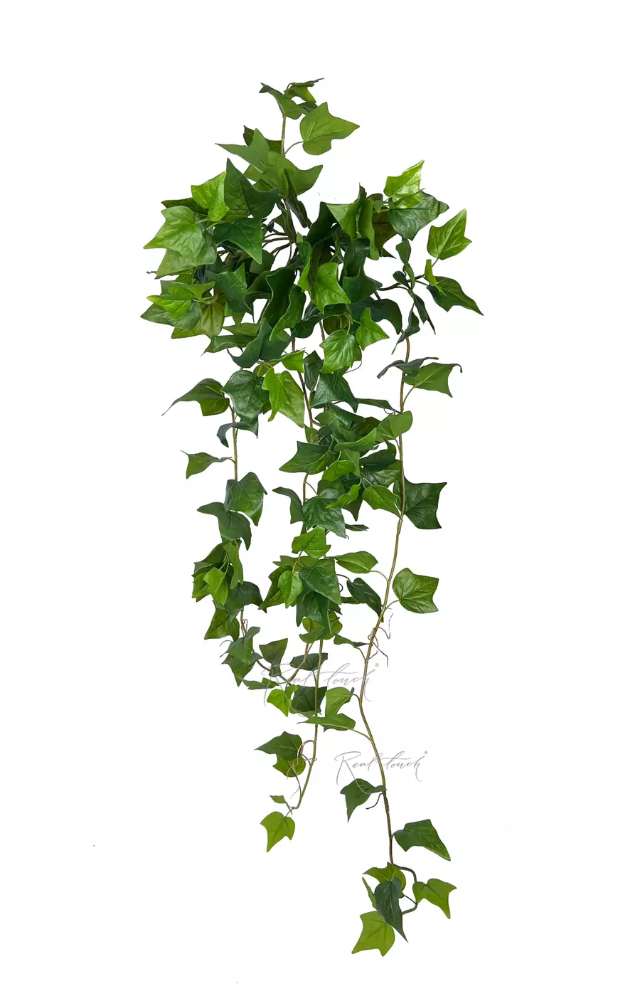 Плющ Premium куст - Зеленый