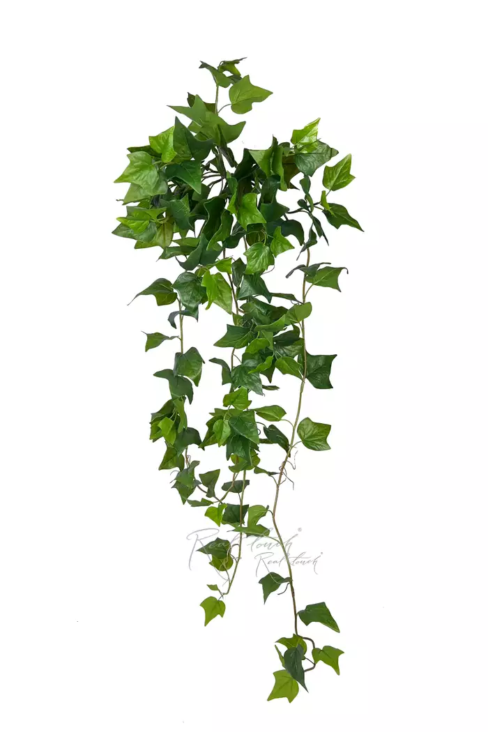 Плющ Premium куст - Зеленый