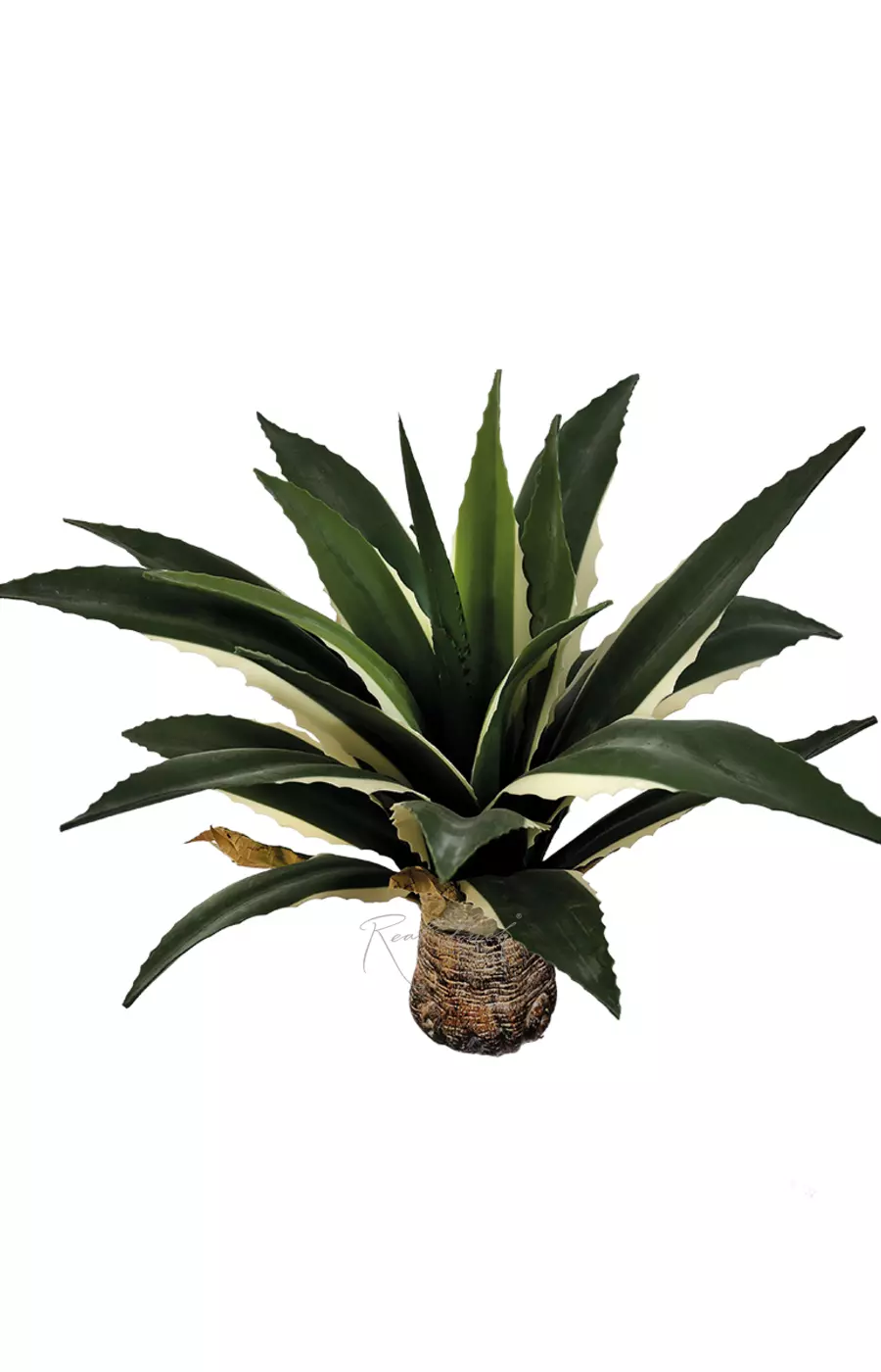 Агава американская 48см без кашпо, 21 лист - Бело-зеленый