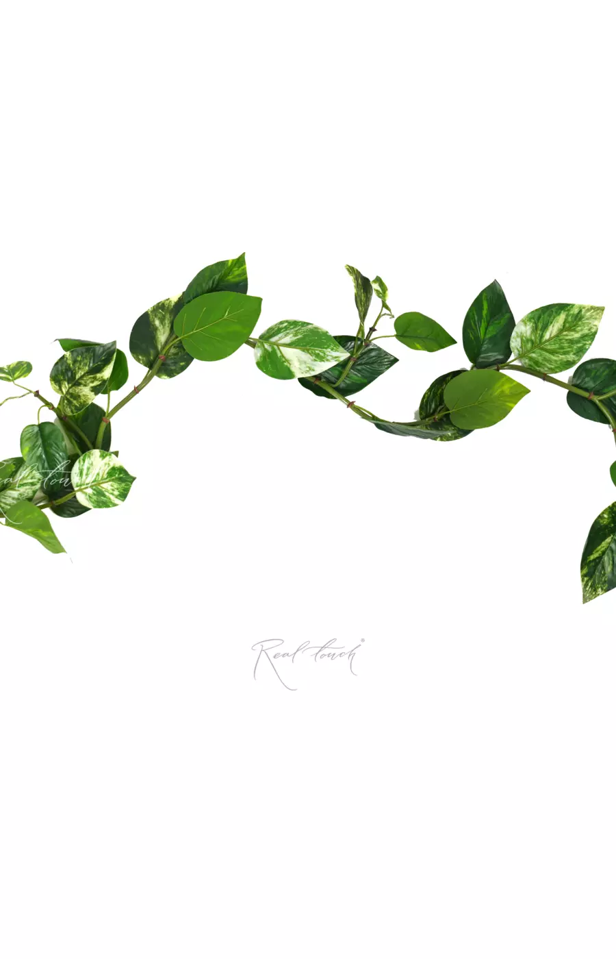 Потос лиана Premium 180 см - Бело-зеленый