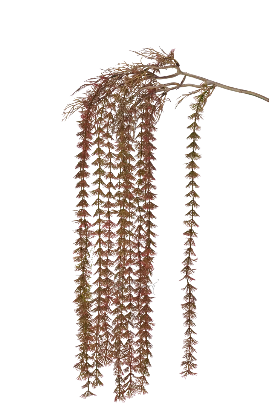 Лиственница европейская Пендула - Осень