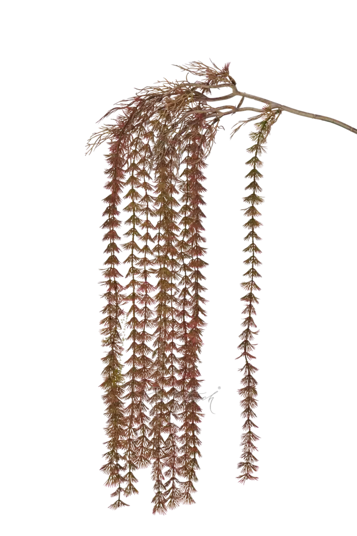 Лиственница европейская Пендула - Осень