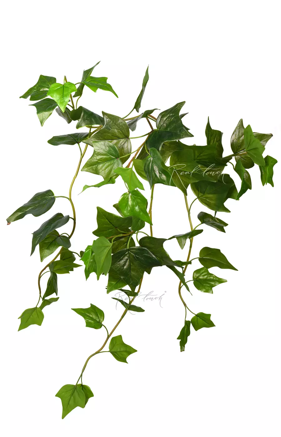 Плющ Premium куст малый с УФ-защитой - Зеленый