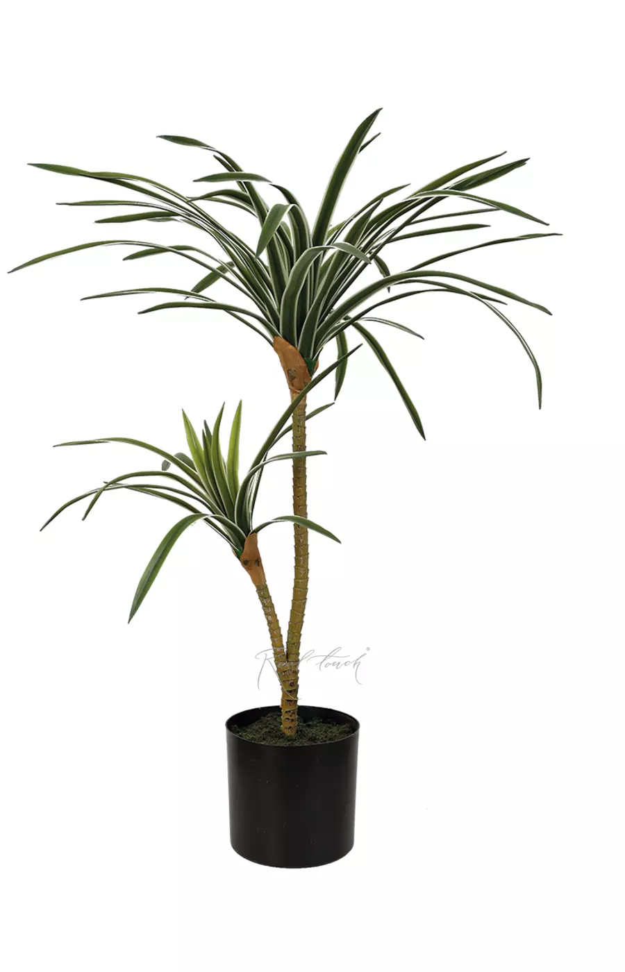 Драцена окаймлённая 2 ветки 56 листов (76см) - Бело-зеленый Драцена окаймлённая 2 ветки 56 листов (76см) - Бело-зеленый