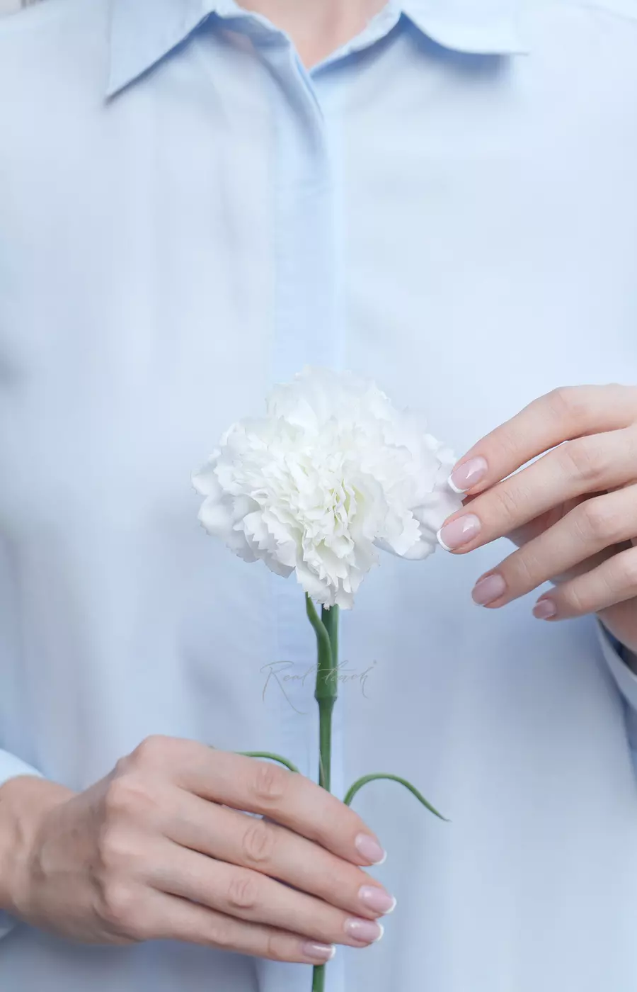 Гвоздика (Диантус) - Белый