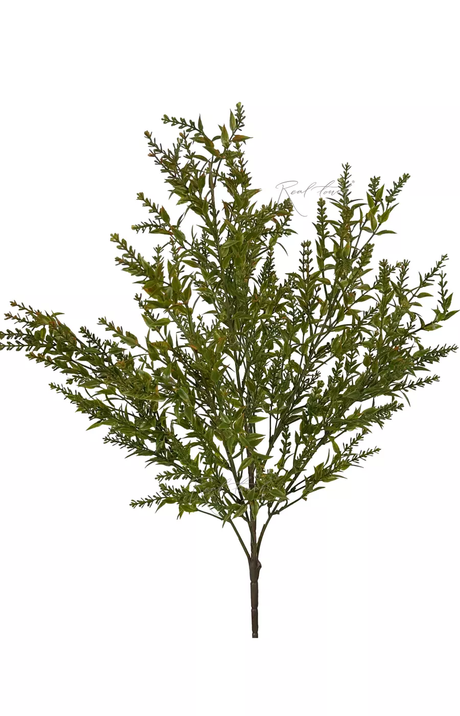 Аспарагус  - Зеленый