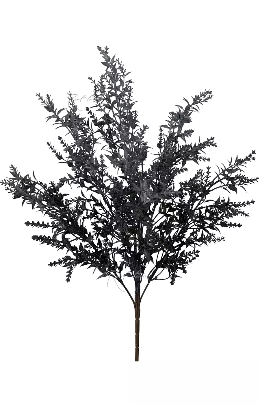 Аспарагус  - Темно-фиолетовый