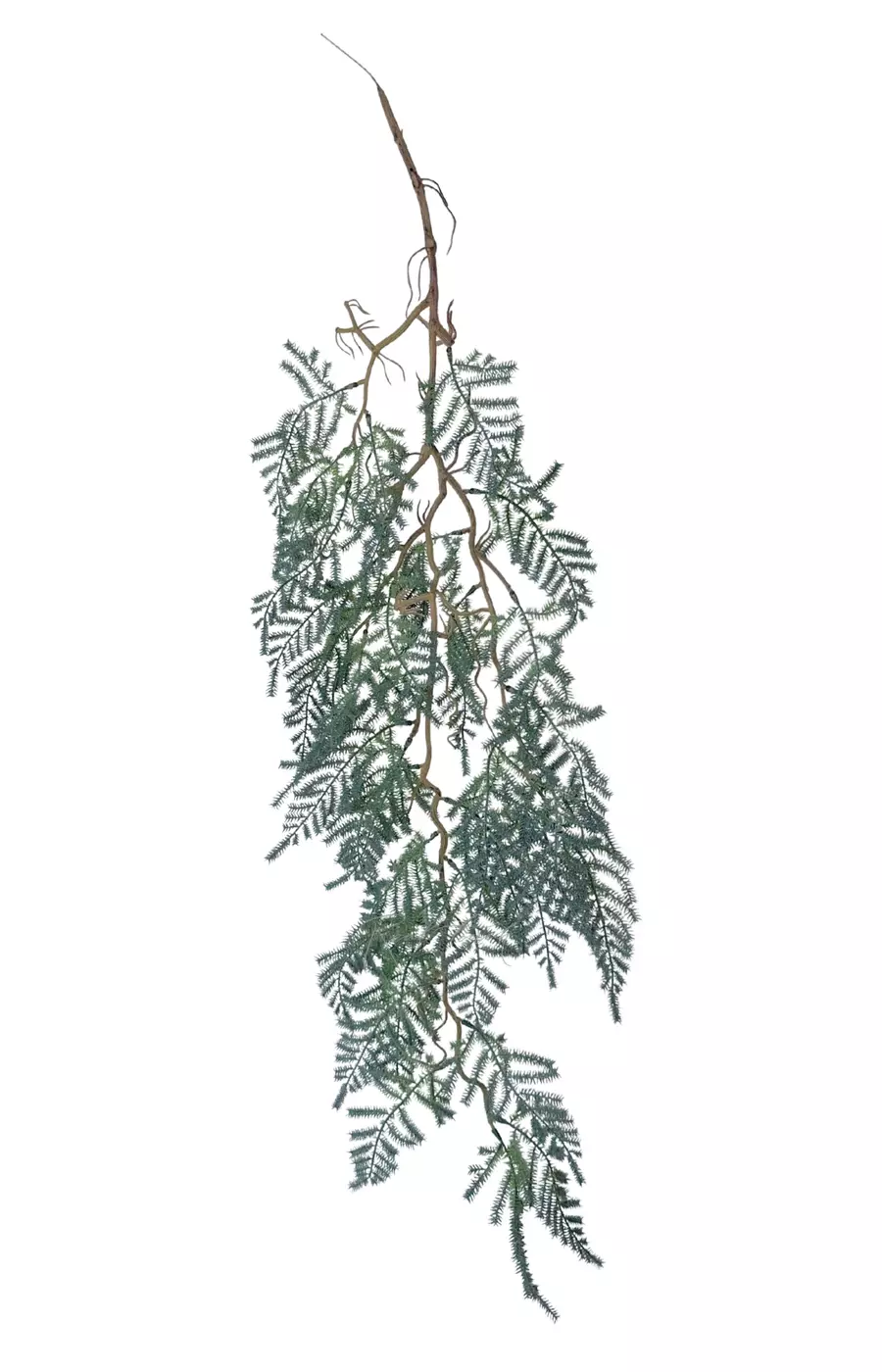 Аспарагус перистый на одревесневшем стебле 100 см (вид 2) - Серо-зеленый