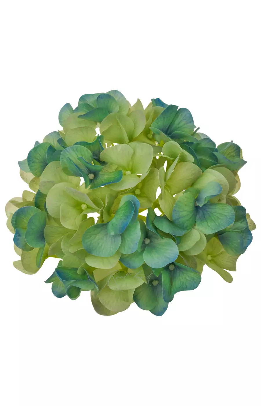 Гортензия соцветие (без стебля) - Зелено-голубой