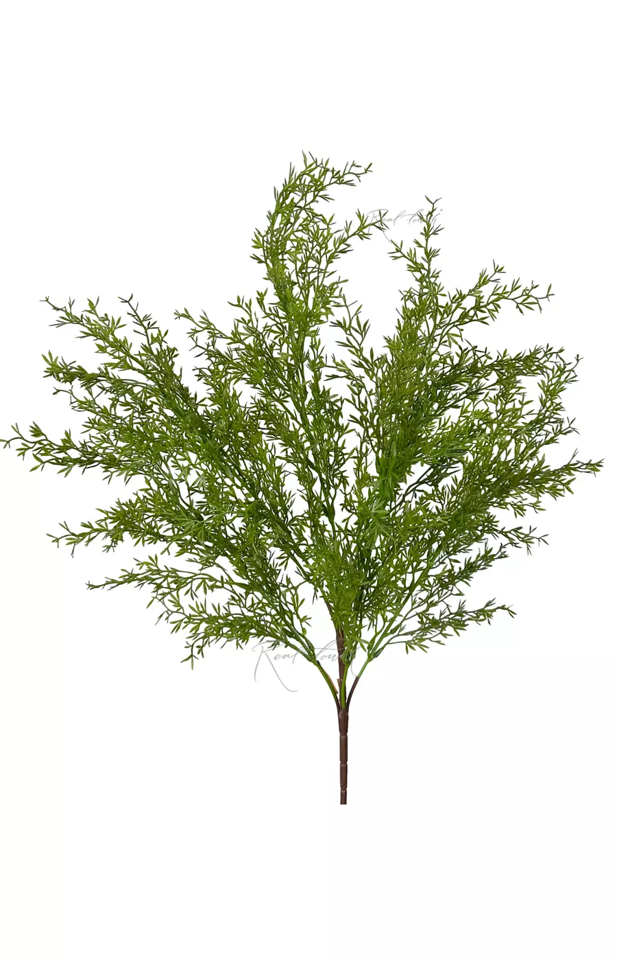 Аспарагус Умбелатус (вид 2) - Зеленый Аспарагус Умбелатус (вид 2) - Зеленый