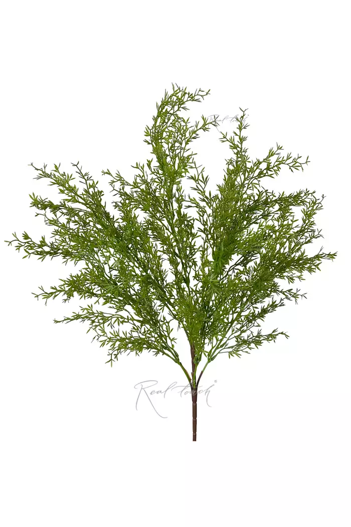 Аспарагус Умбелатус (вид 2) - Зеленый