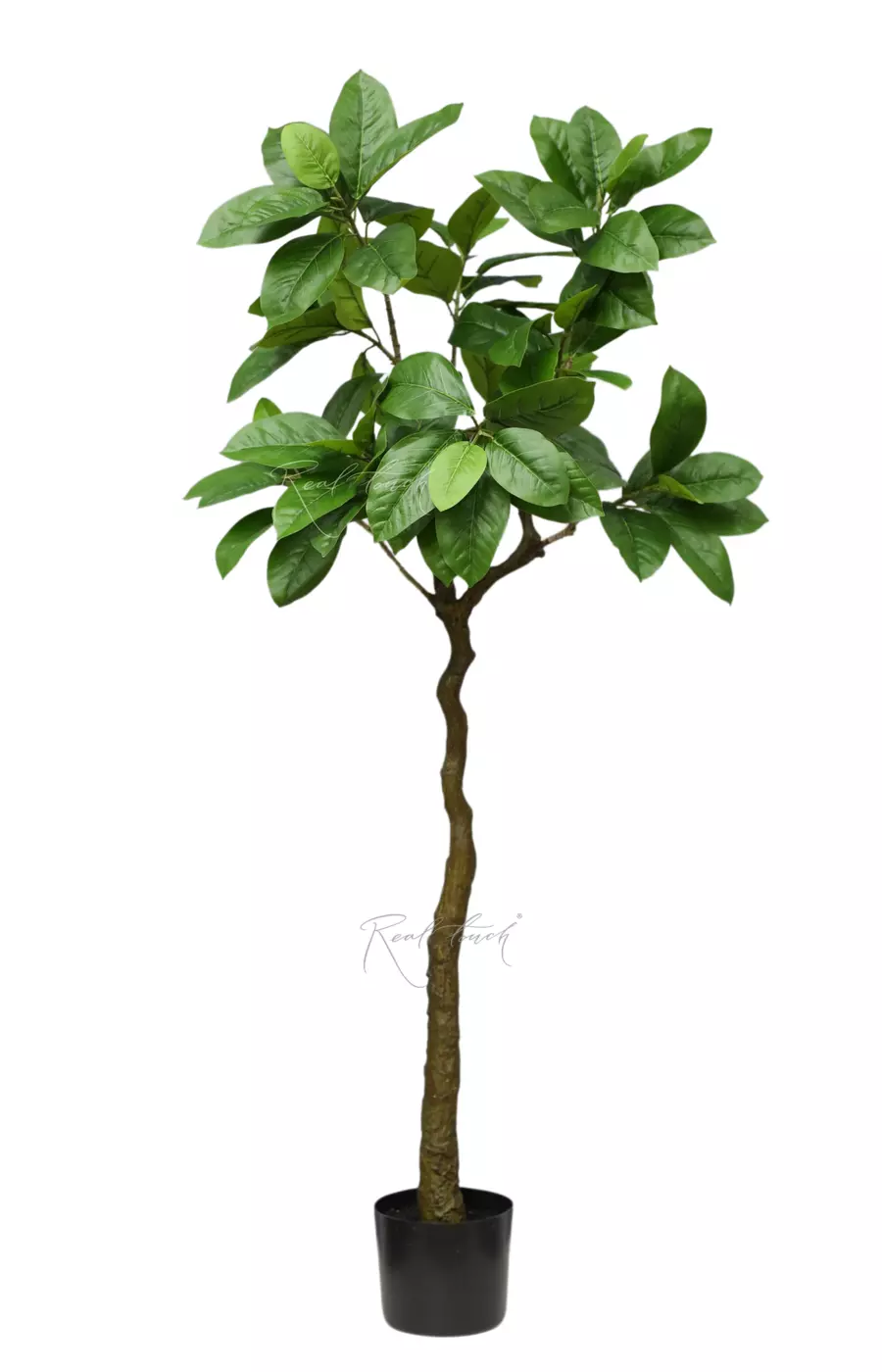 Фикус в кашпо 150см - Зеленый