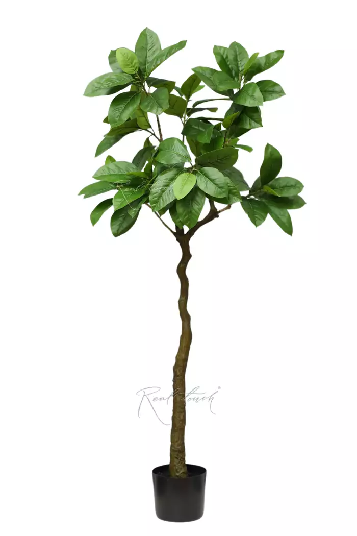 Фикус в кашпо 150см - Зеленый