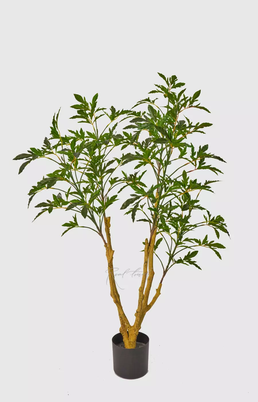 Клен Гиннала 120 см в кашпо - Зеленый