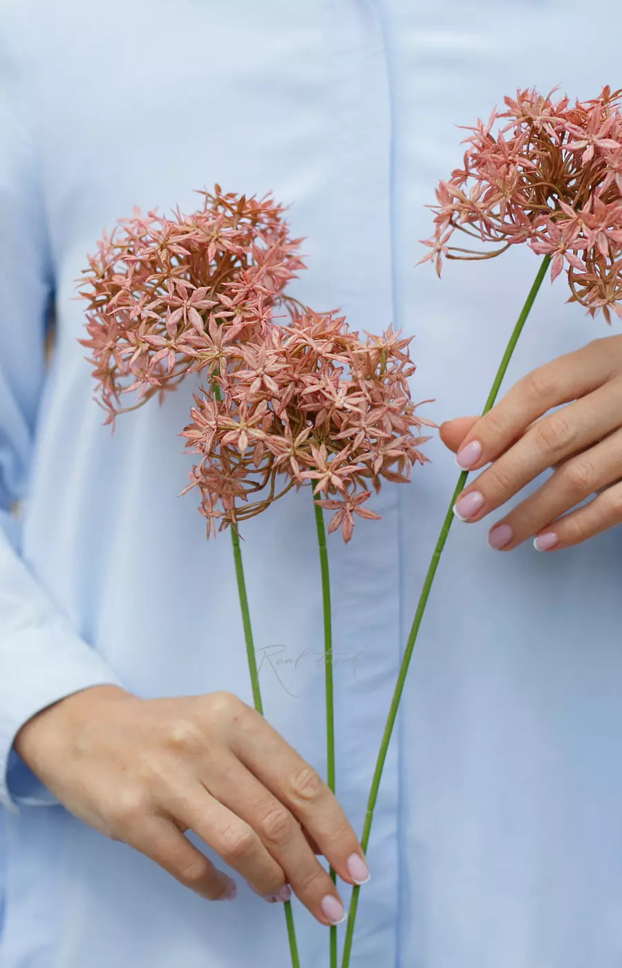 Аллиум с 3 соцветиями - Светло-пурпурный