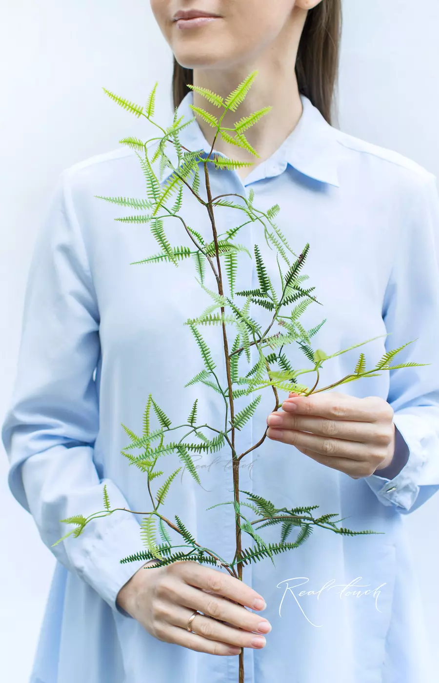 Ветка Дикраноптериса линейного средняя - Зеленый Ветка Дикраноптериса линейного средняя - Зеленый