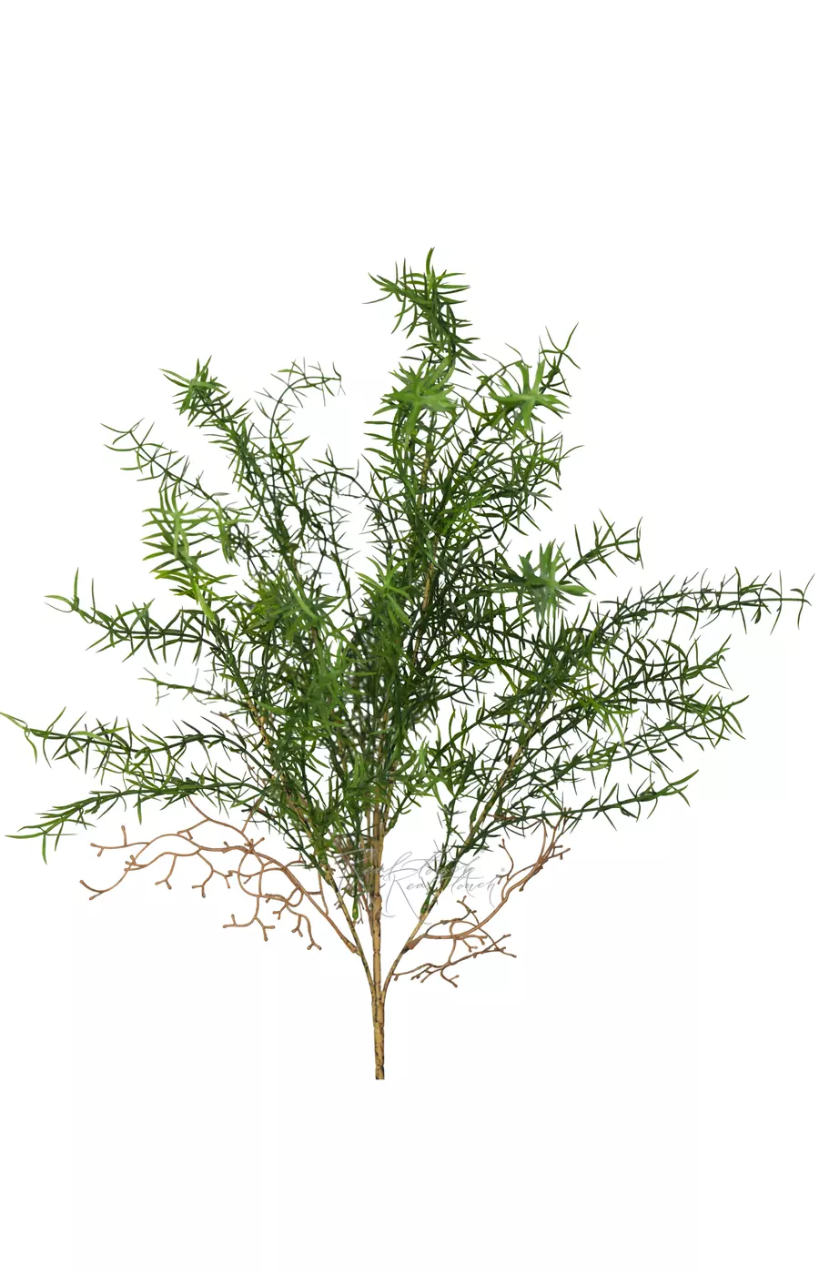 Аспарагус пушистый - Зеленый Аспарагус пушистый - Зеленый