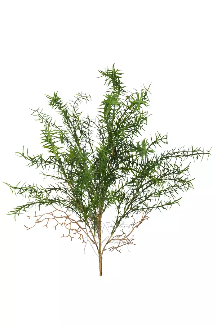 Аспарагус пушистый - Зеленый