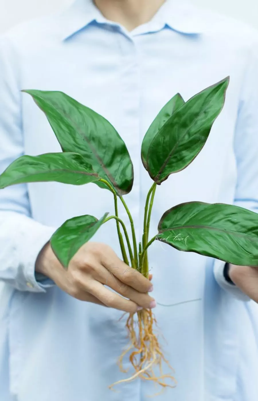 Калатея бахема куст из 6 листьев с корнями - Зеленый с красной окантовкой