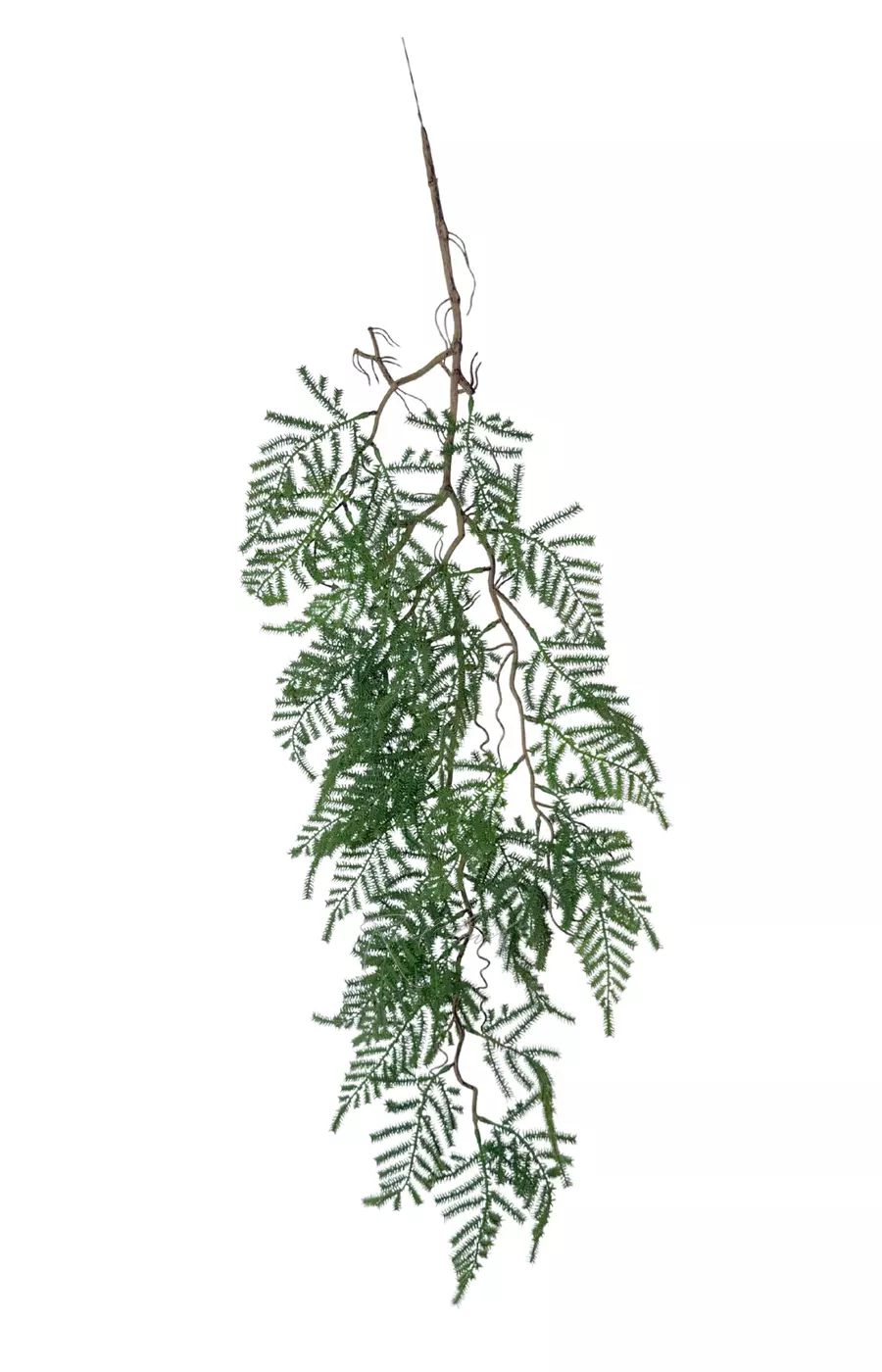 Аспарагус перистый на одревесневшем стебле 100 см (вид 2) - Темно-зеленый