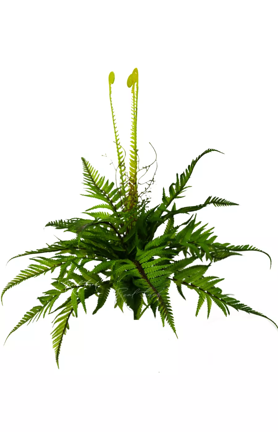 Многорядник малый - Зеленый