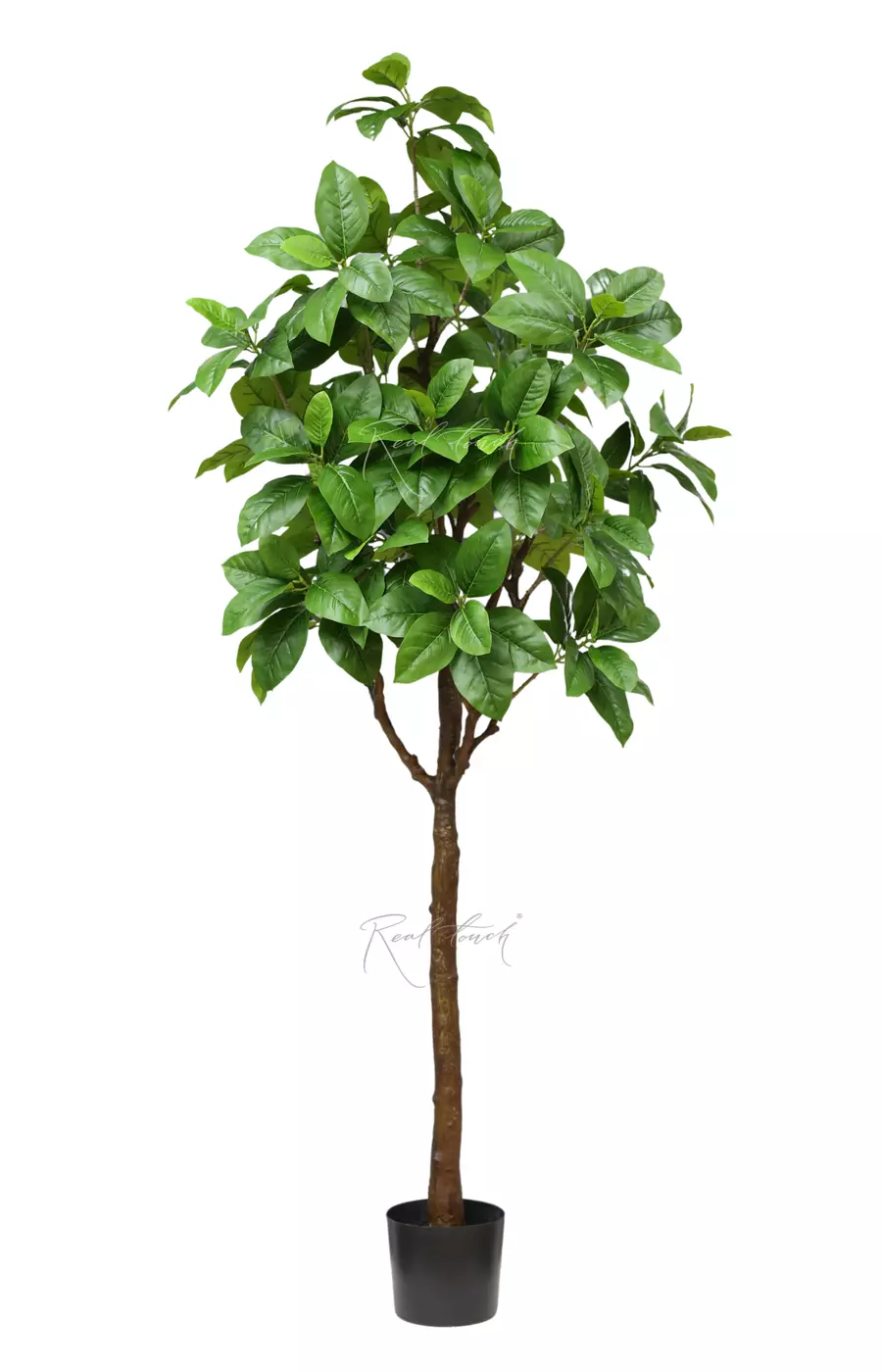 Фикус в кашпо 210см - Зеленый