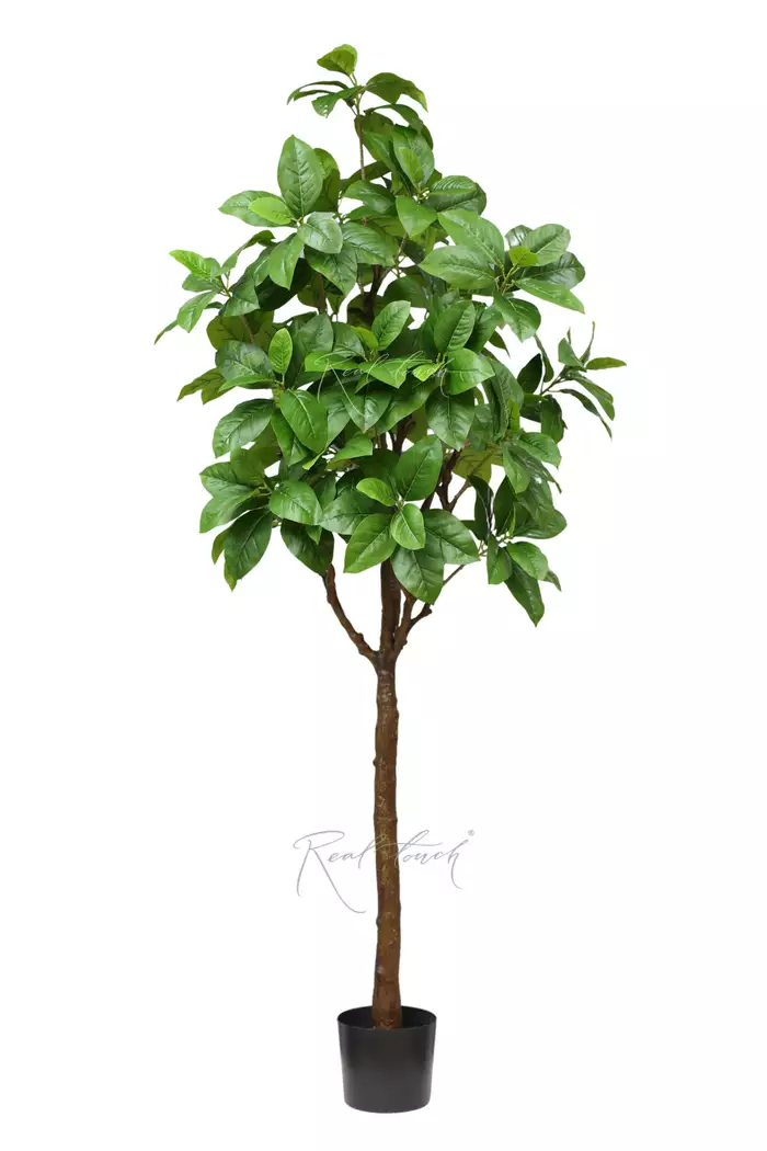 Фикус в кашпо 210см - Зеленый